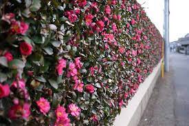 There are dwarf varieties that reach only 3 feet tall and larger varieties that reach upwards of 15 feet tall. Camellia Hedges Outdoor Gardens Hedges Camellia Tree