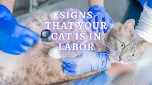 We did not find results for: á‰ Signs Cat Going Into Labor How To Tell If Cat Is In Labor