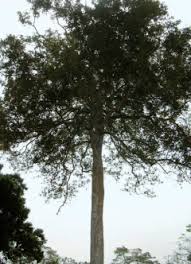 Image result for Irvingiaceae