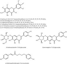 Image result for Athrixia phylicoides