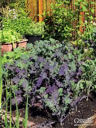 We can't rotate crops here either. Benefits Of Crop Rotation For Your Vegetable Garden