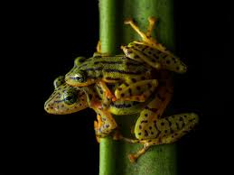 Image result for Pristimantis mutabilis