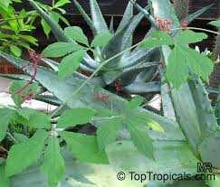 Image result for Cissus guerkeana