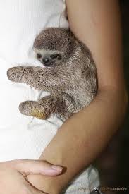 Cuddle Sloth Yavru Tembel Hayvan Sevimli Hayvan Yavrulari Tembel Hayvanlar