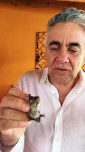 #Murcielago 🦇 Aprendamos con el Dr. Gerardo Ceballos, el 🦇 fue re ubicado  #bat #biologia #sabiasque #animals #animal #murcielagos #tiktok #tiktokmx