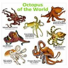 Octopus Of The World Octopus Sea Creatures Animal Species