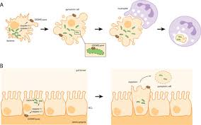Image result for Intracellular Bacteria