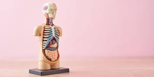 What is the third (rearmost) molar in each group called? The Human Body Quiz 100 Trivia Questions With Answers