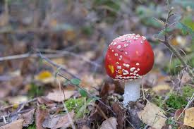 Mit dieser app halten pilzsammler und pilzfreunde einen helfer in der hand, der die bestimmung der heimischen pilzflora extrem erleichtern kann. Ohne Pilze Ist Im Wald Nicht Viel Los Naturwald Akademie
