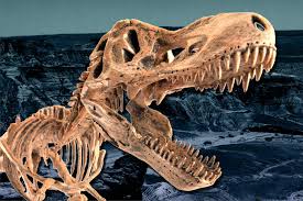 In 2012, some mesozoic dinosaur bones were carbon dated and found to be less than 50 000 years old. Rise Of The Dinosaurs Mit News Massachusetts Institute Of Technology