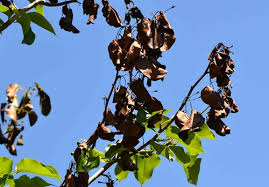 Fire blight on pears and indian hawthorn in north florida and. Fire Blight Epidemic Blackens Flowering Pears Arborilogical