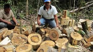 Saking terkenalnya, kayu nusantara ini bahkan punya harga fantastis dan diminati hingga mancanegara. Download Gaharu Mp4 3gp Naijagreenmovies Netnaija Fzmovies