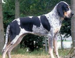 American Black And White Hound Dog Francais Blanc Et Noir French White Black Hound Honden Jachthonden