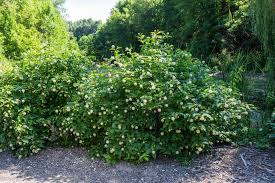 Image result for Cephalanthus