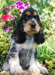 Black And Tan Show Cocker Spaniel Puppies For Sale Blue Roan Tan Cocker Spaniel Spaniel Breeds Cocker Spaniel Dog Dogs