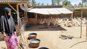 Website download gambar berkualitas tinggi. Budidaya Itik Petelur Mampu Bertahan Di Tengah Pandemi Suarantb