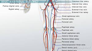 The walls of the blood vessels. External Bleeding Definition Types Science Class Video Study Com