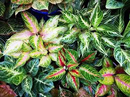 Aglaonema Panama Hybrids Tanaman Hias Daun Bunga Tanaman