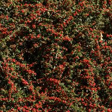 Image result for Cotoneaster franchetii