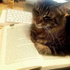No Reading There Is Only Me Me Me From Theshapeoffilmtocome Tag A Friend Who Loves Cats And Use Catloversonly In Your O Cats Cat Lovers Kitten Photos