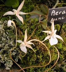 Image result for Aerangis appendiculata