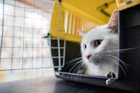 Since 1978, pet express has been trusted by families to safely relocate their pets all over the world. The 6 Best Pet Transportation Services Of 2021
