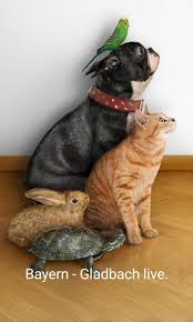 Parrot Dog Cat Bunny Rabbit And Turtle The Owner S Of These Five Beautiful Animals Are So Lucky Animals Pets Animals Friendship