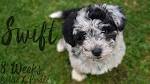 27 Beautiful Border Collie Mixes - Find the Perfect Mix