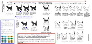 white cats eye colours and deafness