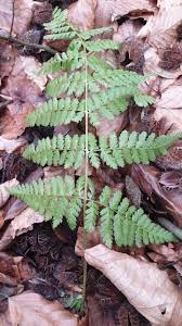 Image result for Dryopteris athamantica