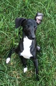 Find italian greyhound dogs and puppies from ohio breeders. Greyhound Dog For Sale Petfinder