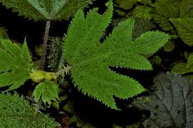 Image result for Girardinia diversifolia