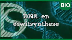 Examen Biologie Dna En Eiwitsynthese Celcyclus Youtube