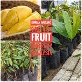 We did not find results for: Anak Pokok Durian Musang King Price Promotion Jul 2021 Biggo Malaysia