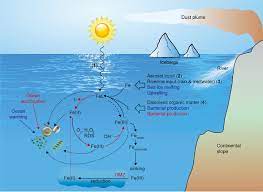 Direct Effects Of Ocean Acidification Red And Ocean Warming Blue On Download Scientific Diagram