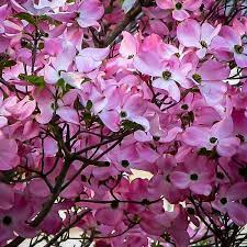 Stellar Pink Dogwood Trees For Sale Online The Tree Center