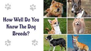 There are over 300 dog breeds recognized worldwide, with most breeds falling into one of 7 breed groups. Dog Breeds Quiz How Well Do You Know The Dog Breeds