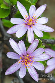 Image result for Grewia retinervis