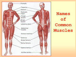 Want to learn more about it? Muscles And Bones This Lesson Covers Part 1 Five Functions Of Bones Part 2 Parts Of A Bone Part 3 Types Of Joints Part 4 Bone Names Part 5 Ppt Download