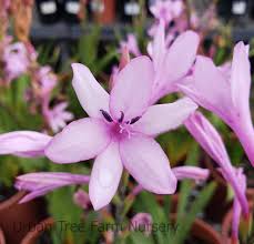 Image result for Watsonia