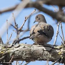 Montreal Quebec Vos Previsions Locales Nature Birds Animals Bird Photo