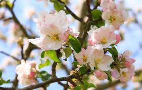 Hours, address, apfelbaum giessen reviews: Der Apfelbaum Alles Wissenswerte Vom Baum Bis Zum Holz