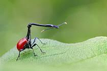 Image result for Dichaetanthera