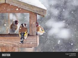 We did not find results for: Beautiful Winter Image Photo Free Trial Bigstock