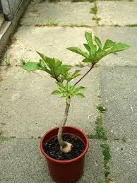 Image result for Cussonia corbisieri