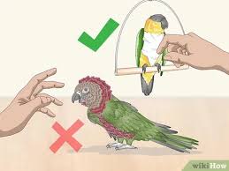 (5 days ago) maybe you've been doing searches like, pet stores near me that sell fish, or fish tanks for sale. How To Pet A Bird 9 Steps With Pictures Wikihow