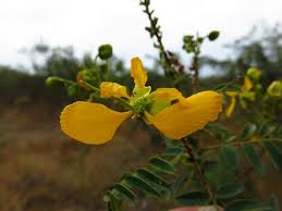 Image result for Senna petersiana