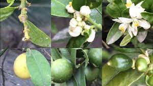Forcing a lemon tree to flower. From My Home Garden Phases Of Lemon From Flower To Fruit Maya Ch Youtube