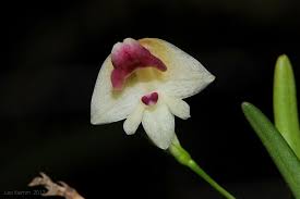 Image result for Polystachya greatrexii