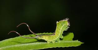 Black And Red Caterpillars On Azaleas Pin By Anne Other On Animals Moth Caterpillar Photo Moth
